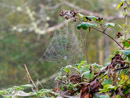 Beautiful Spider's Web - Piękna Pajęczyna